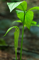 Jack-in-the-pulpit (Arisaema triphyllum) in early June in southwestern Virginia