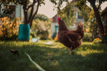 One illuminated hen with natural light, standing in the shadow in the garden (free range breeding).Hampshire Hen feed on the traditional rural barnyard or meadow in green grass at sunny day.