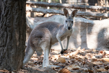 Obraz na płótnie Canvas kangaroo