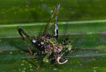 Nymphal katydid (species undetermined) feeding on bit of plant material on leaf in upland rainforest near Archidona, Ecuador. Cryptic coloration helps conceal the insect from predators.