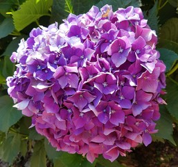 blue, lilac, violet, purple Hydrangea flower (Hydrangea macrophylla) blooming in spring and summer in a garden. Hydrangea macrophylla - Beautiful bush of hortensia flowers
