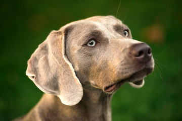 Fototapeta premium Portrait of a weimaraner breed grey hunting dog in summer park. Happy healthy dog concept.