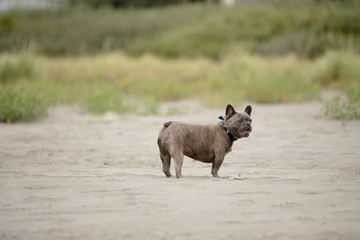 french bulldog on beach