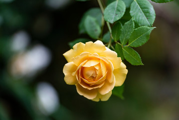 beautiful yellow rose on a background of a garden