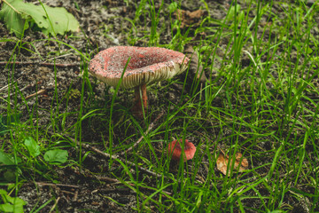 Photo of edible fungus growing in nature in yelled grass