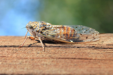 Insecte Cigale Cicada orni