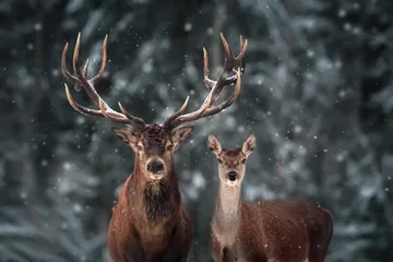 Stickers pour porte Cerf Cerf noble mâle et femelle dans la forêt de neige d& 39 hiver.