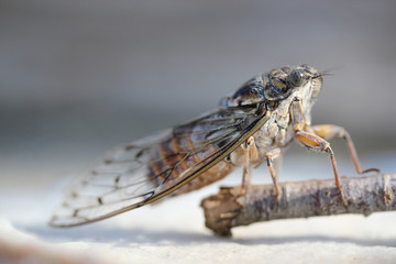 Insecte cigale Orni Stiennon Jacques