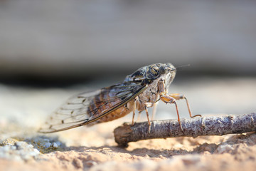 Insecte Cigale Cicada orni