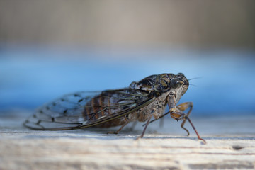 Insecte Cigale Cicada orni