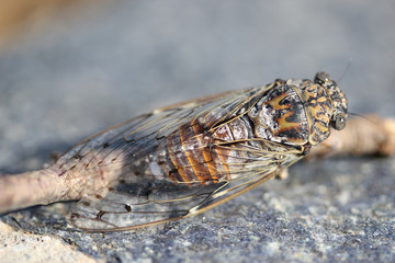 Insecte Cigale Cicada orni