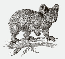 Koala (phascolarctos cinereus) climbing on a branch. Illustration after an engraving from the 19th century