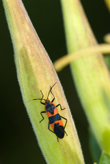 Fototapeta premium Large milkweed bug (Oncopeltus fasciatus) on seed pod of butterfly weed (Asclepias tuberosa) in mid-September. Conspicuous coloration warns predators that the insect contains toxic chemicals.
