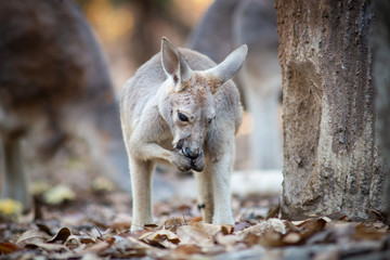 Kangaroo