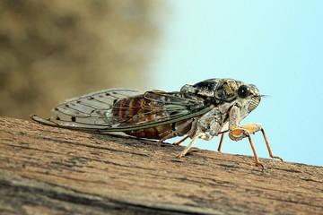 Insecte Cigale Stiennon Jacques