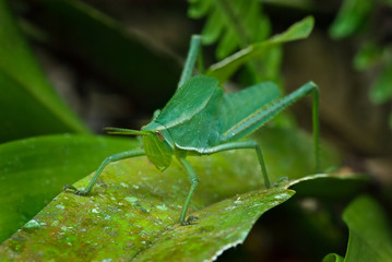 Large (3-inch) grasshopper perched on bromeliad leaf  in the upland rainforest of Ecuador. 