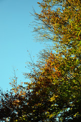 Bruxelles, Belgium : october 14th 2017 : view of the botanical garden, focus on trees.