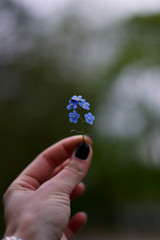 forgetmenots