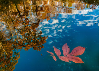 Tree leaf floating on surface of lake, with reflection of sky and shorline trees in the background.
