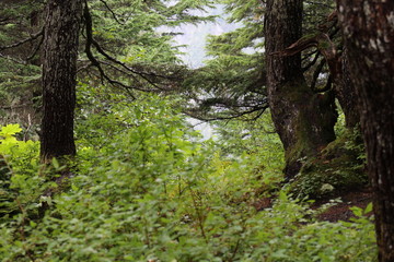 Alaskan Forest