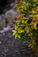 autumn leaves on tree