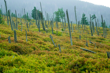 destroyed devastated trees in the Sowia Pass / Sowia dolina in the Giant Mountains / Karkonosze in Poland © magdagalkiewicz