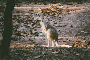 Kangaroo