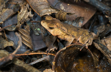 Small leaf-mimic toad hiding among leaves on forest floor in rainforest of Ecuador. Toad remains motionless, allowing its cryptic coloration, texture, and form to disguise it from predators. 