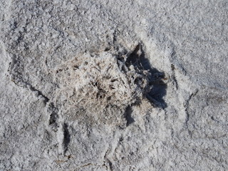 The small plant covered by white salt crystals on the surface of the white dry salt lake with cracks in the steppe on the sunny day