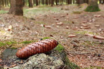 Tannenzapfen am Waldboden