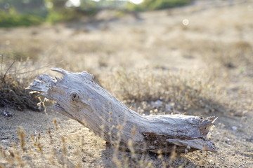 Holz Stück in der Wüste