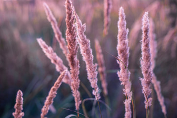 Spikelets of dry grass with a pink tint at sunset in autumn
