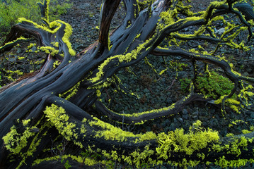 Wolf lichen (Letharia vulpina) on fallen western juniper trunk (Juniperus occidentalis) in Newbury...