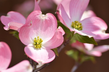 Obraz na płótnie Canvas closeup pink flowering dogwood, Cornus florida
