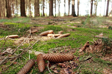 Tannenzapfen am Waldboden