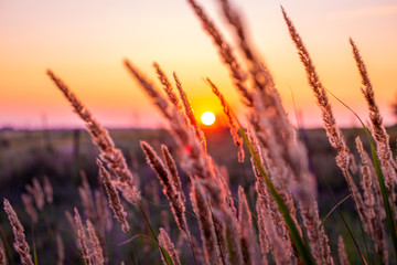 Against the background of an orange sunset, spikelets of dry grass swing in the autumn evening on...