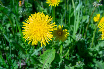 Yellow dandelion flowers growing in a meadow in a park.