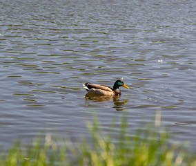 A male duck (drake) with a blue-green neck swims in the lake.