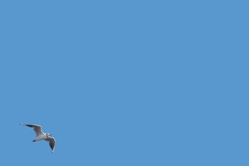 Seagull flying with fully spread wings on a clean blue sky background with plenty of space for copy text. The homogeneous color of the sky make the bird easy to select and move as needed 