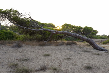 Schief stehender Baum