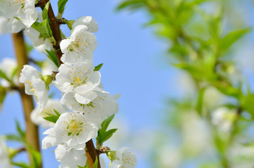 white hana peach blossoms against blue sky