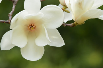 closeup yulan magnolia flower, lily tree © pheeby