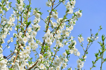 white hana peach blossoms against blue sky