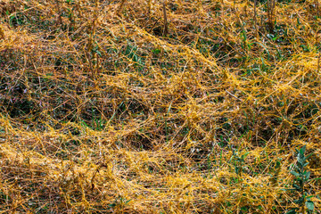 Dodder Genus Cuscuta is The parasite wraps the stems of plant cultures with yellow threads and sucks out the vital juice and nutrients