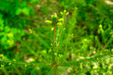Young pine cones on a bright green pine branch.