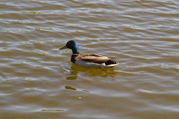 A male duck (drake) with a blue-green neck swims in the lake.
