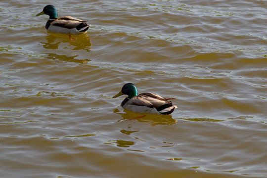 Two male ducks (drake) with a blue-green neck swim in the lake.