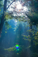 Fototapeta na wymiar The morning light from the treetops in the great forest of Khao Yai National Park