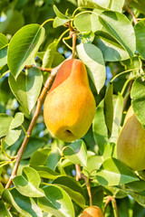Ripe pear on a branch in the garden, close-up