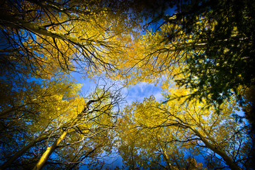 Colorado Aspens